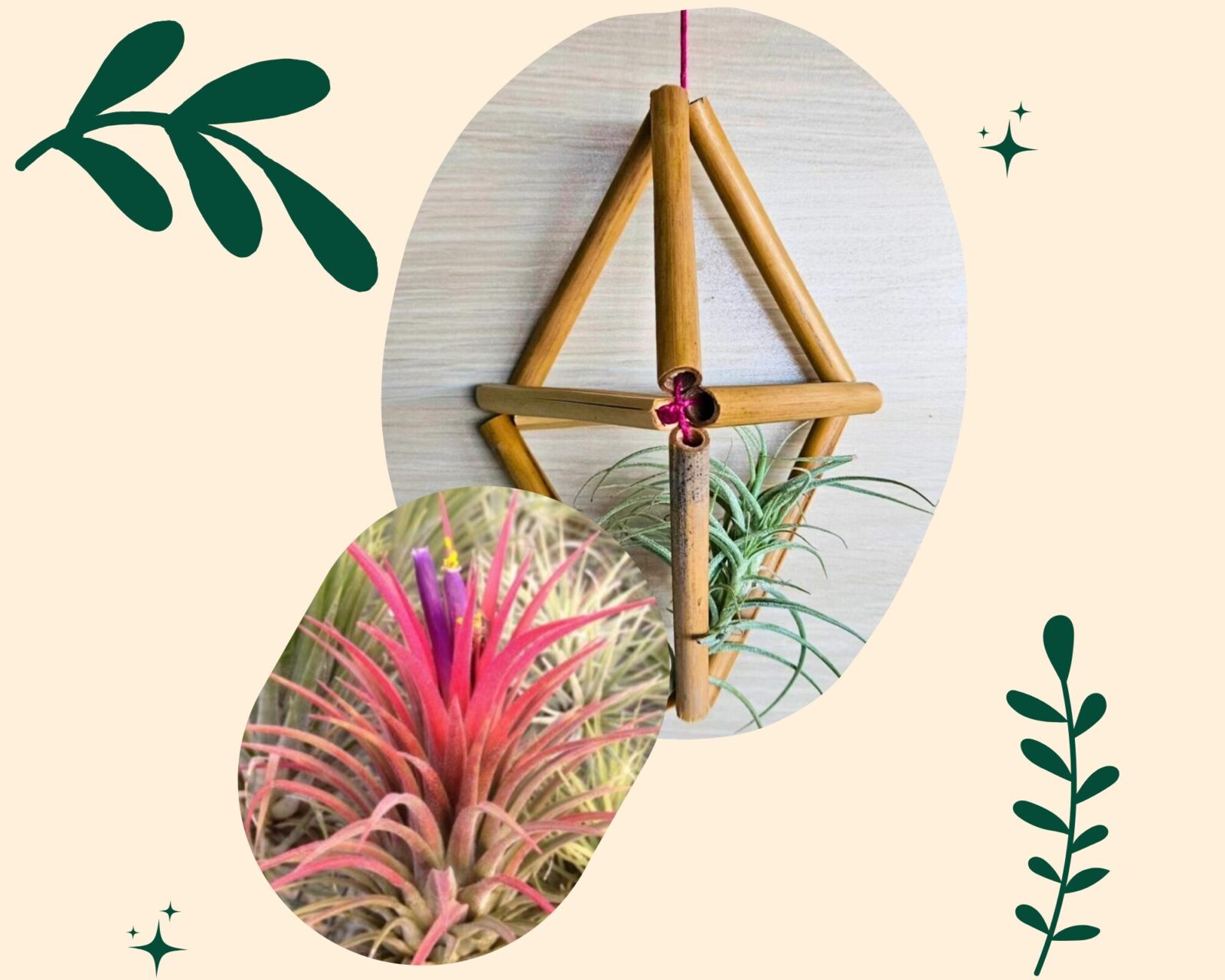 atelier botanique tillandsia